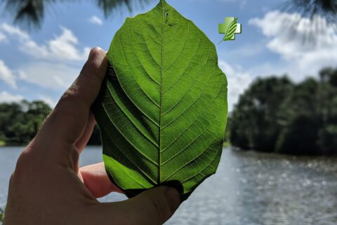Kompletní průvodce produkty Kratom Helper: Výběr nejlepšího kratomu pro váš životní styl